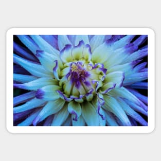 Dahlia Star Sticker